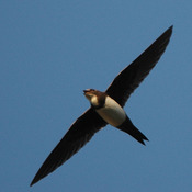 Alpine Swift
